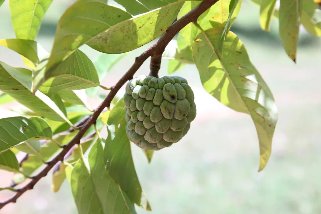 Custard Apple Benefits